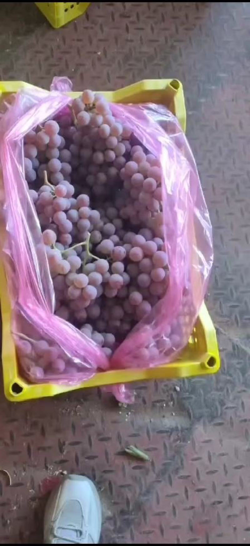 精品龙眼葡萄基地直发量大价优品质保障欢迎选购