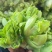 儿菜，砀山本地一手货源，可大量供货，包装齐全。