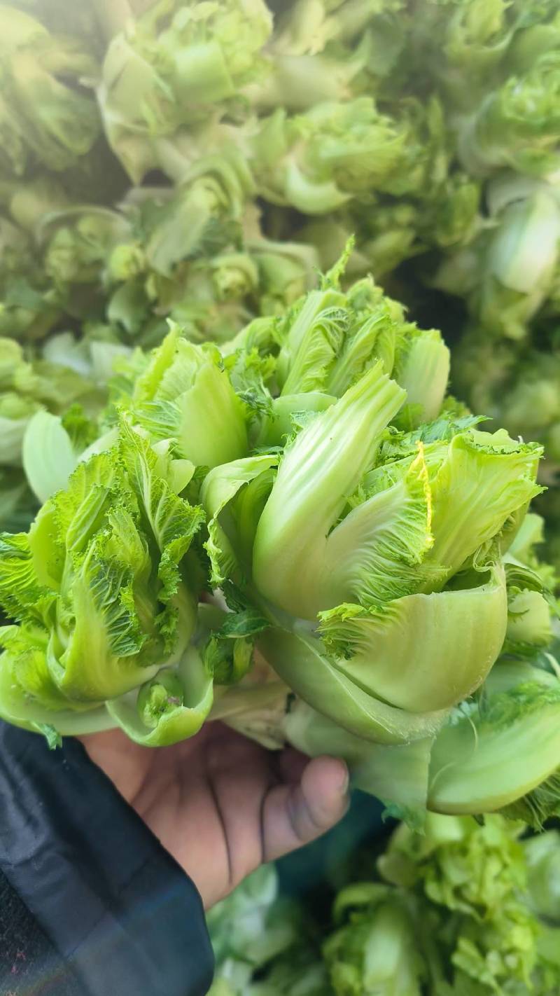 儿菜，砀山本地一手货源，可大量供货，包装齐全。