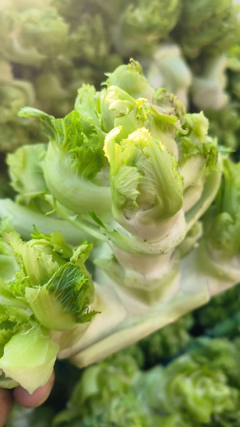 儿菜，砀山本地一手货源，可大量供货，包装齐全。