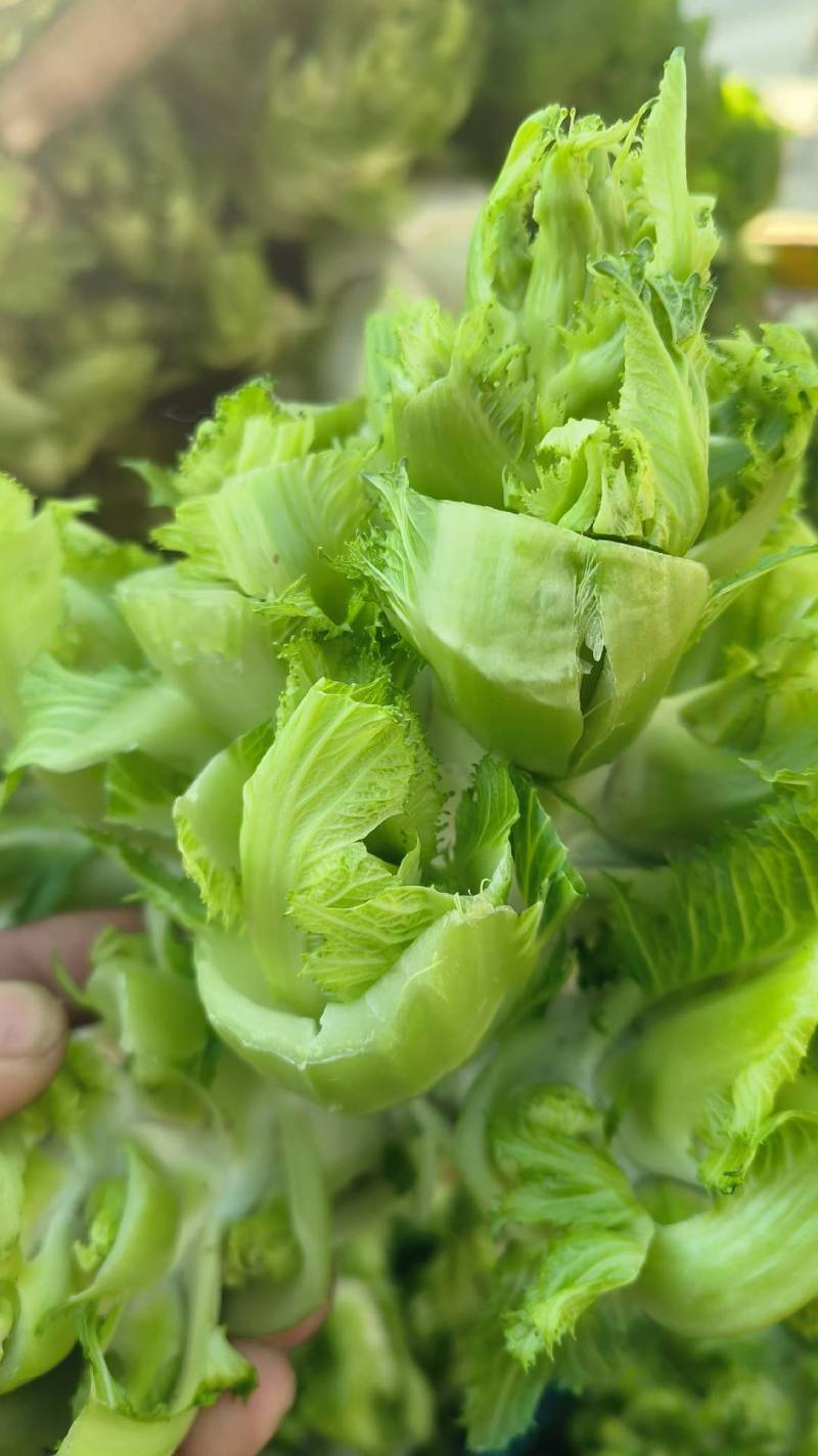 儿菜，砀山本地一手货源，可大量供货，包装齐全。