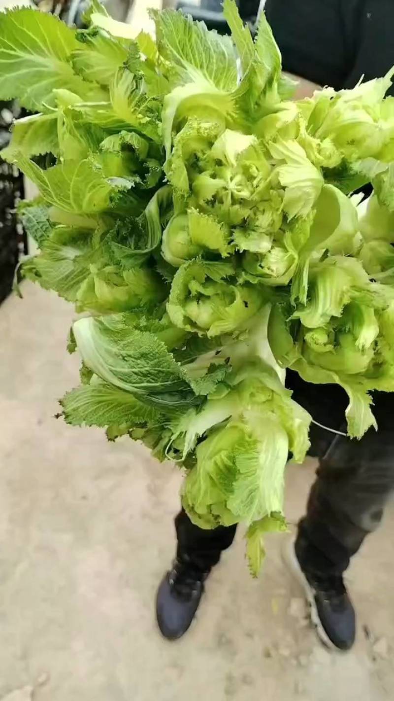 儿菜，砀山本地一手货源，可大量供货，包装齐全。