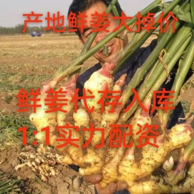 安徽鲜姜大黄姜大量上市！代收！代发！代存入库！