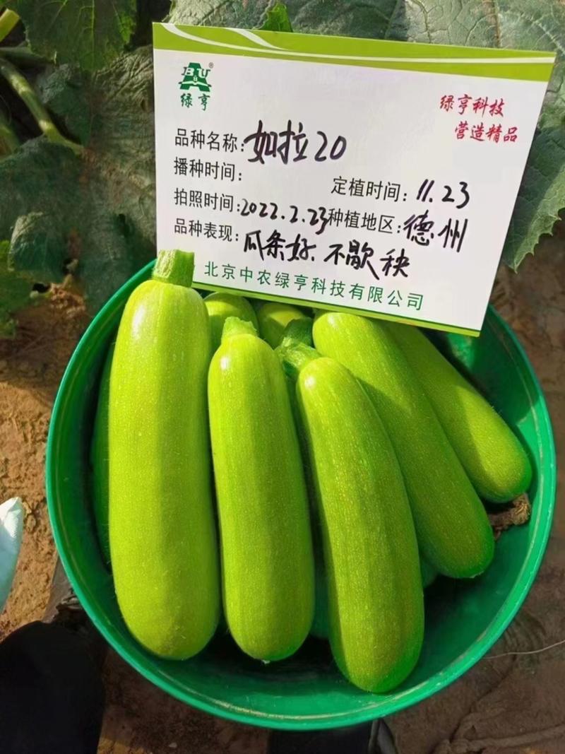 绿亨如拉20西葫芦种子品种，耐寒越冬，中早熟油绿色