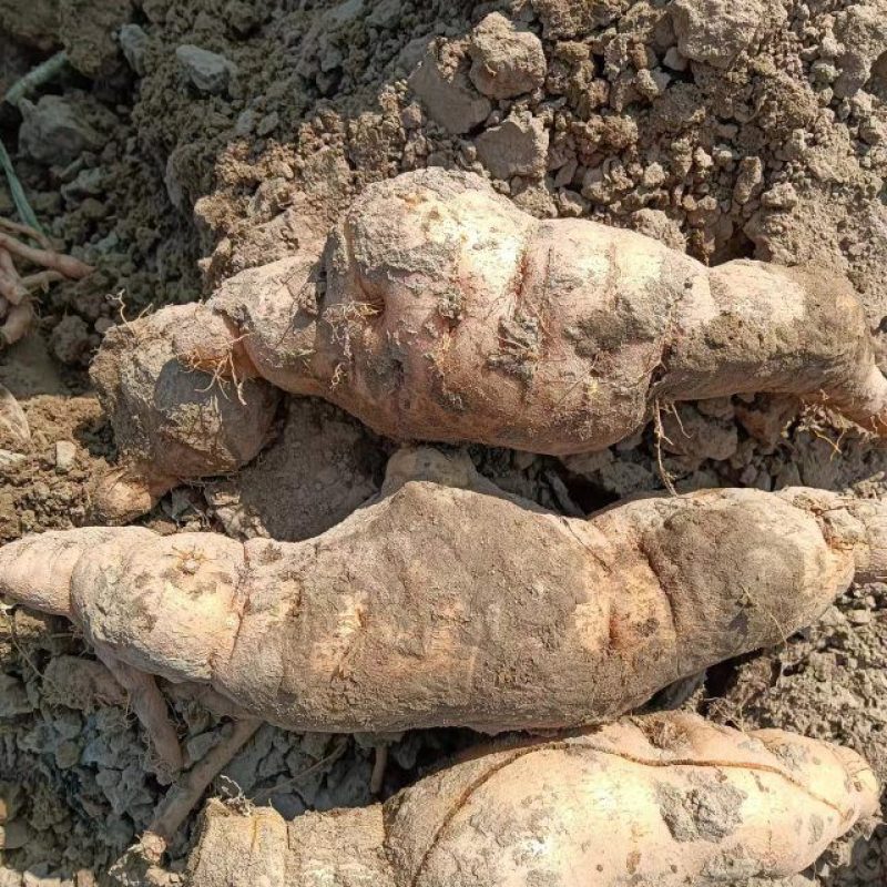 山西地黄大量出土，各种规格不同价格都有，今年地黄大丰产，