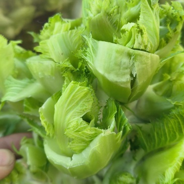儿菜，砀山本地一手货源，可大量供货，包装齐全。