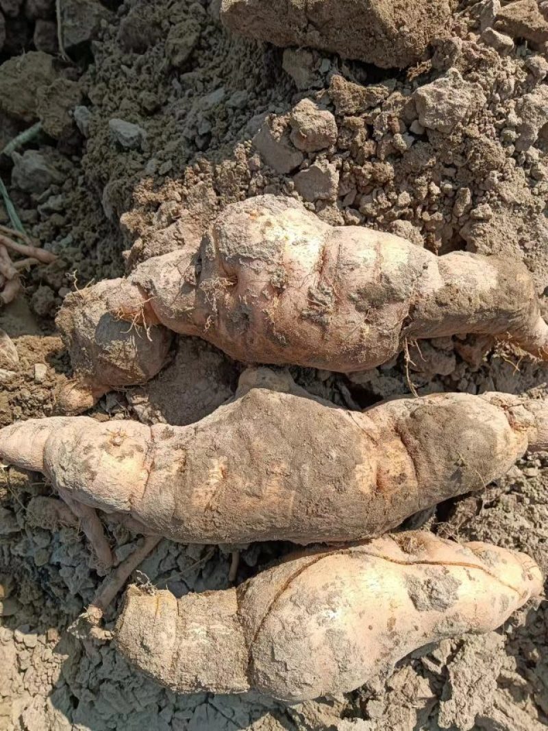 山西地黄大量出土，各种规格不同价格都有，今年地黄大丰产，