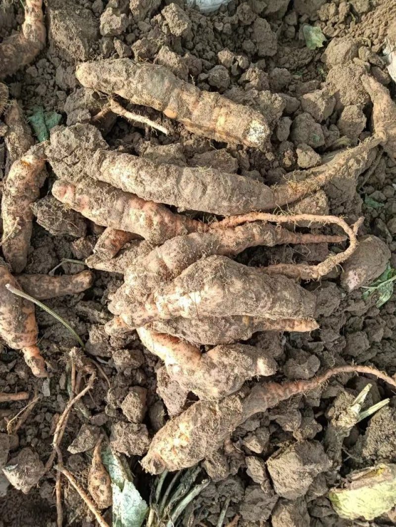 山西地黄大量出土，各种规格不同价格都有，今年地黄大丰产，