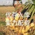 安徽鲜姜大黄姜大量上市！代收！代发！代存入库！