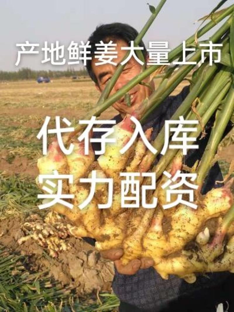 安徽鲜姜大黄姜大量上市！代收！代发！代存入库！