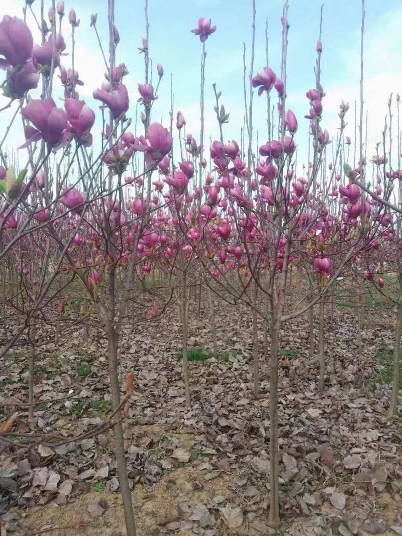 【甄选】河南南召供应红玉兰，玉兰苗，白玉兰黄玉兰，紫玉兰