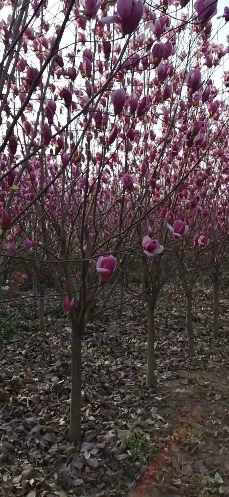 【甄选】河南南召供应红玉兰，玉兰苗，白玉兰黄玉兰，紫玉兰