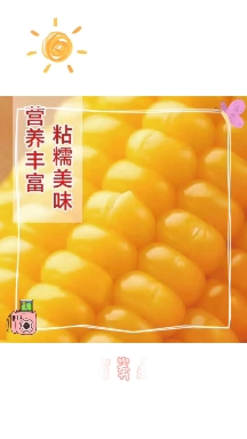 吉林黑土生产的黄金玉米软糯香甜，黑土养，辽水灌，欢迎各