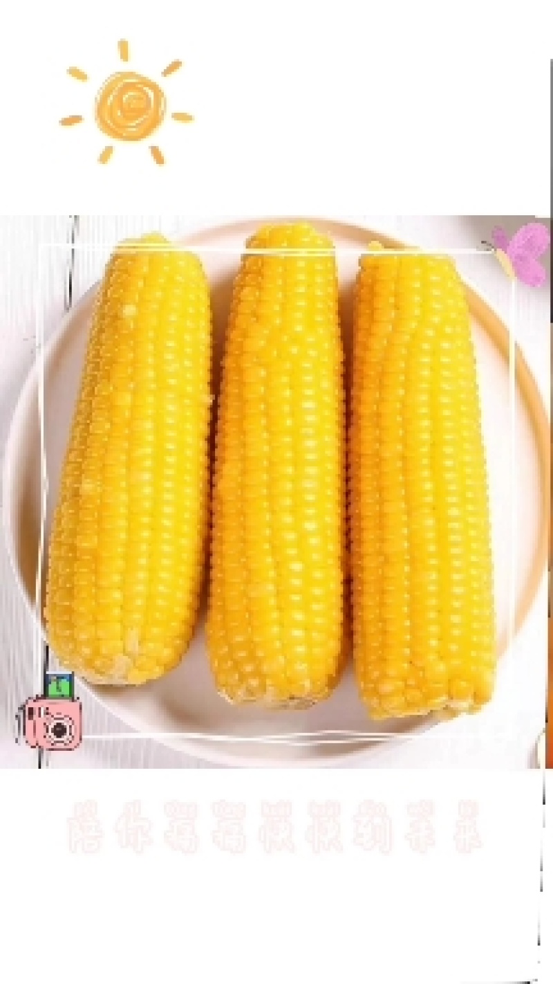 吉林黑土生产的黄金玉米软糯香甜，黑土养，辽水灌，欢迎各