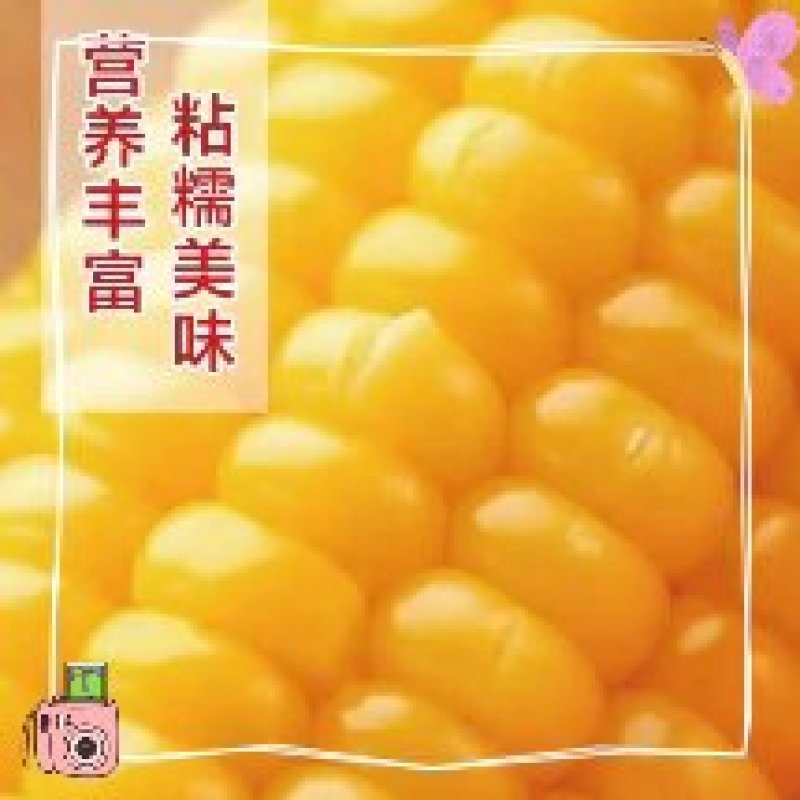 吉林黑土生产的黄金玉米软糯香甜，黑土养，辽水灌，欢迎各