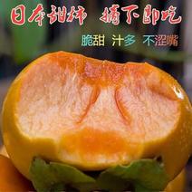 脆柿子苗日本甜柿子苗大苗当年可结果基地直发