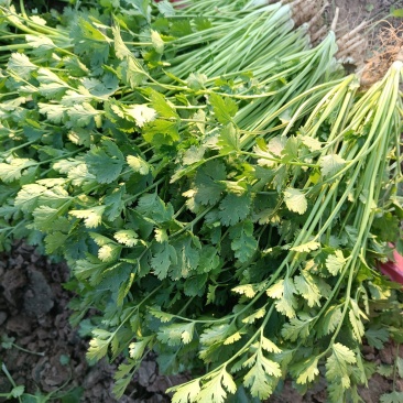 铁杆青香菜