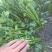 铁杆青香菜