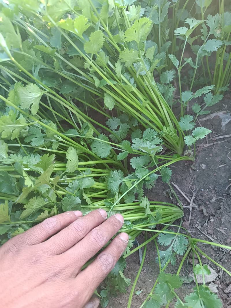 铁杆青香菜