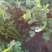 铁杆青香菜