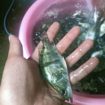 淡水桂花鱼苗