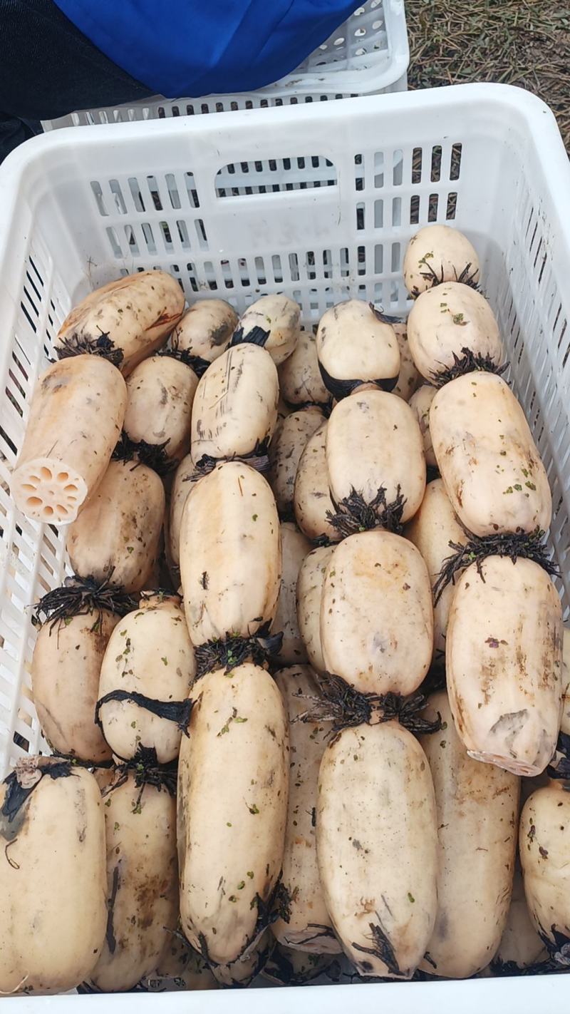 精品35一天出货1500斤