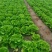 意大利生菜大棚头茬货量充足价格稳定一手货源产地直发