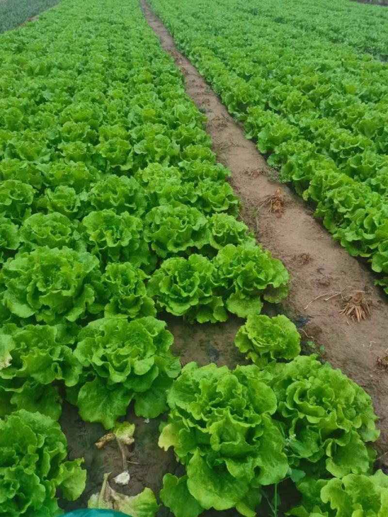 意大利生菜大棚头茬货量充足价格稳定一手货源产地直发