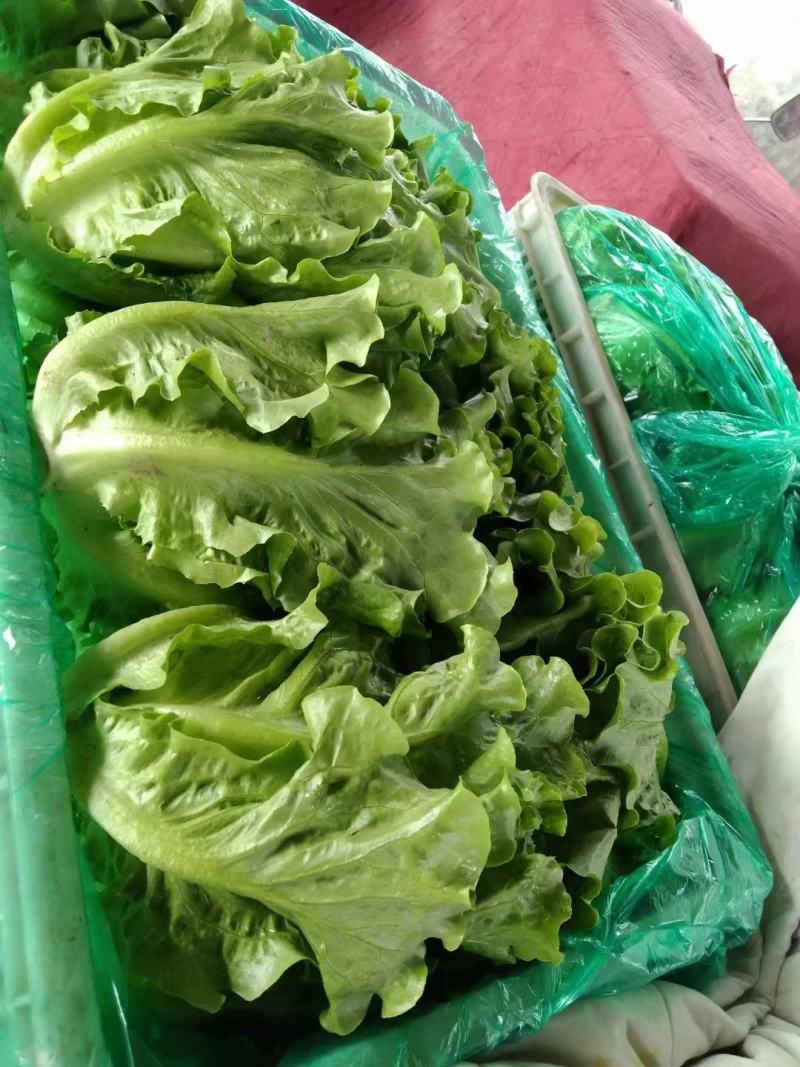 意大利生菜大棚头茬货量充足价格稳定一手货源产地直发