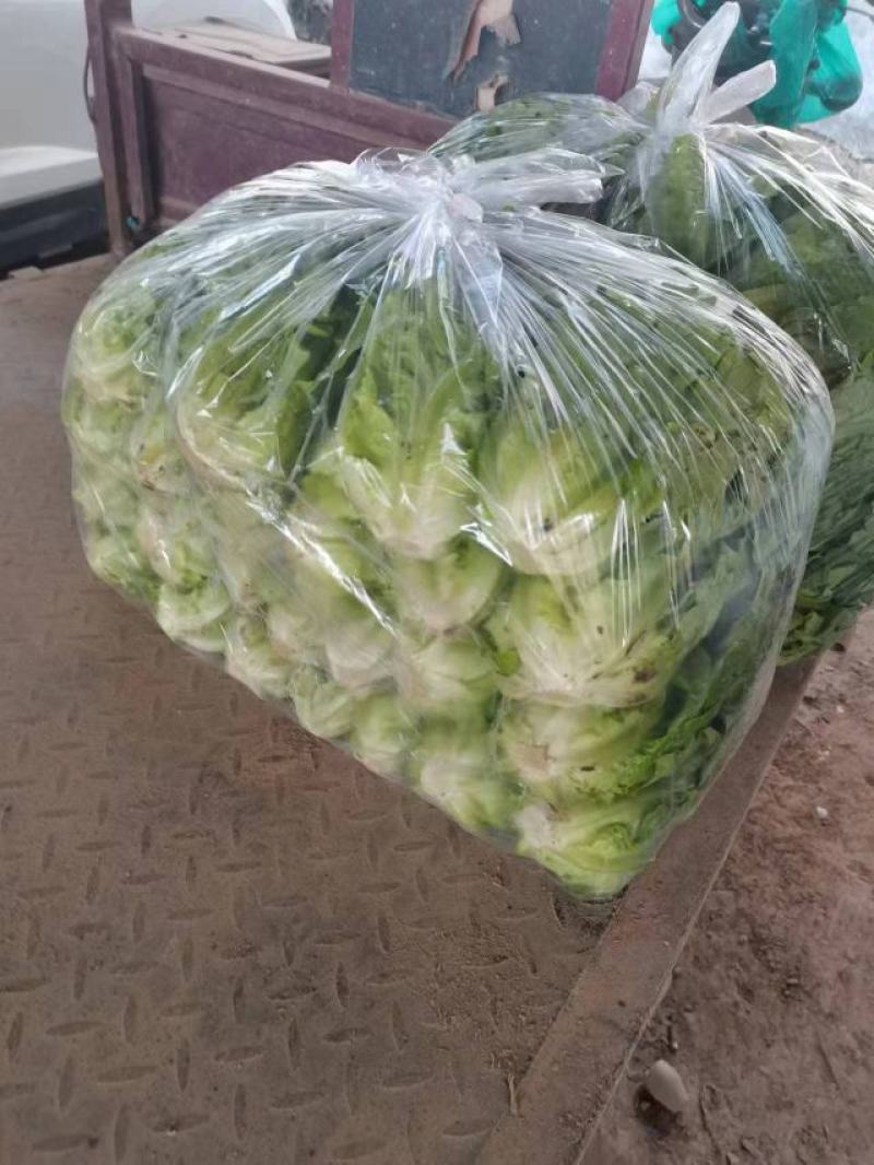 意大利生菜大棚头茬货量充足价格稳定一手货源产地直发