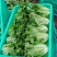 意大利生菜大棚头茬货量充足价格稳定一手货源产地直发
