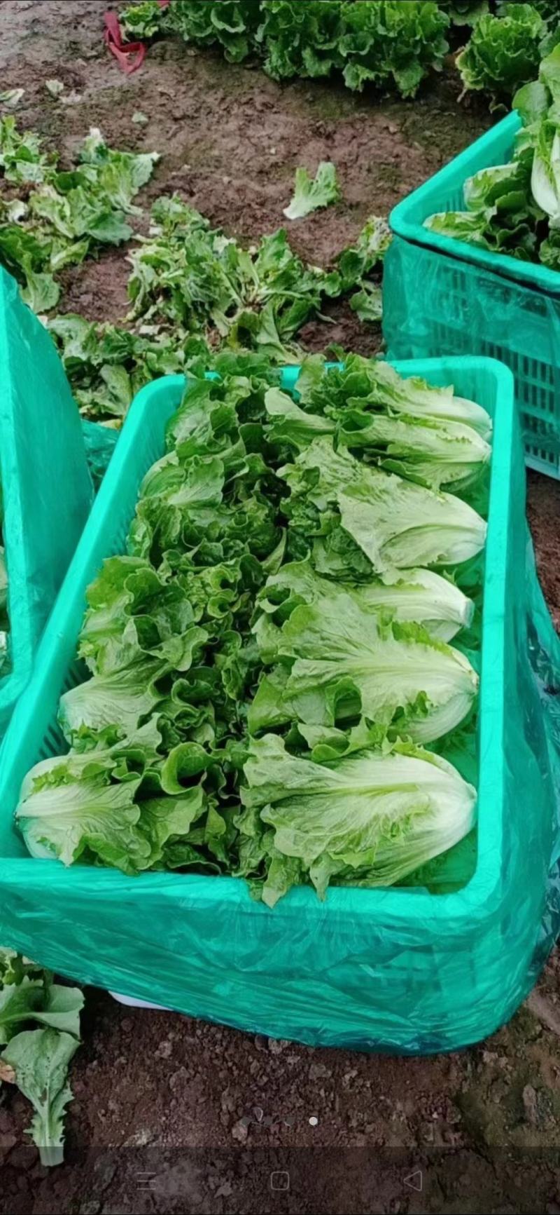 意大利生菜大棚头茬货量充足价格稳定一手货源产地直发