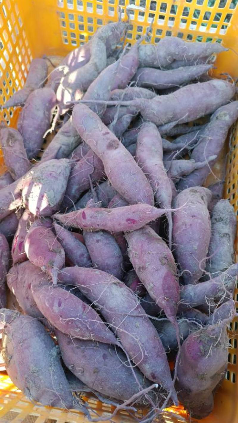 红薯，紫薯！农副产品！土特产！绿色食品！