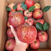 【批发价】高山丑苹果冰糖心苹果新鲜应当季水果整箱脆甜丑苹