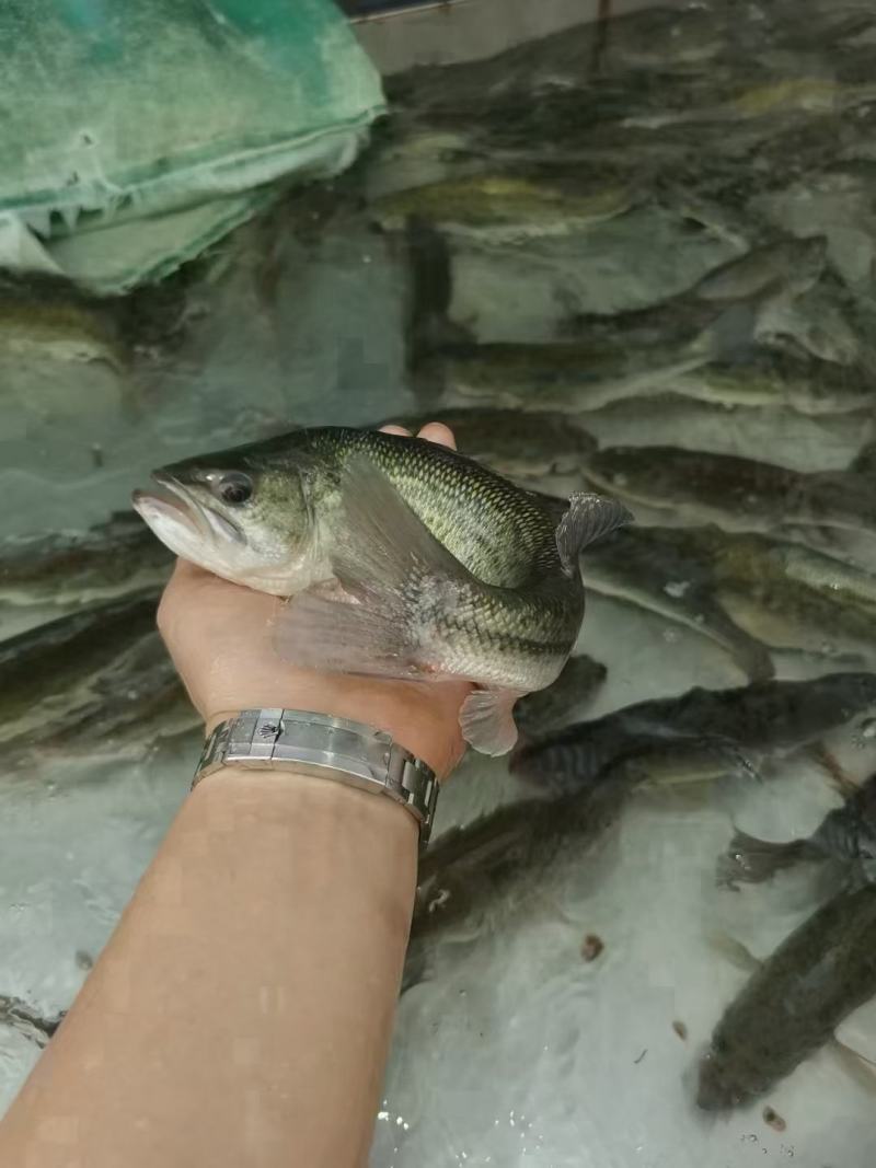 开背三去开肚鲈鱼