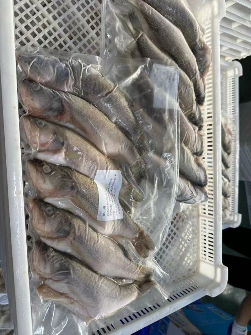 开背三去开肚鲈鱼