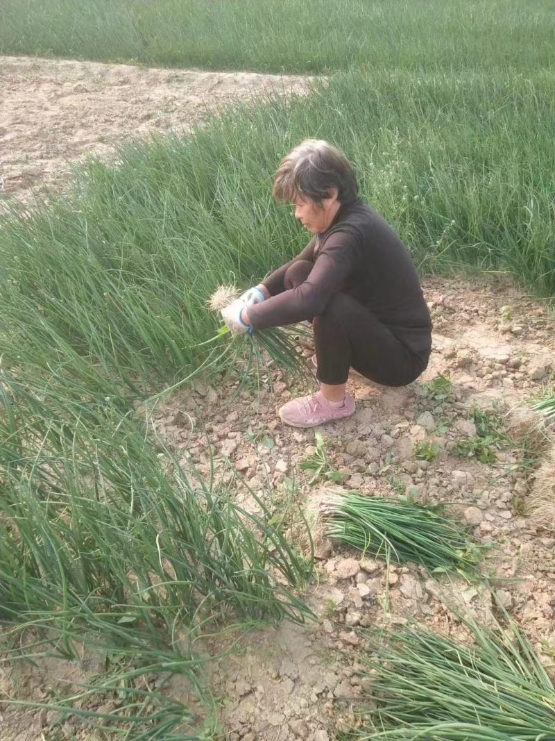 大量批发二红洋葱苗