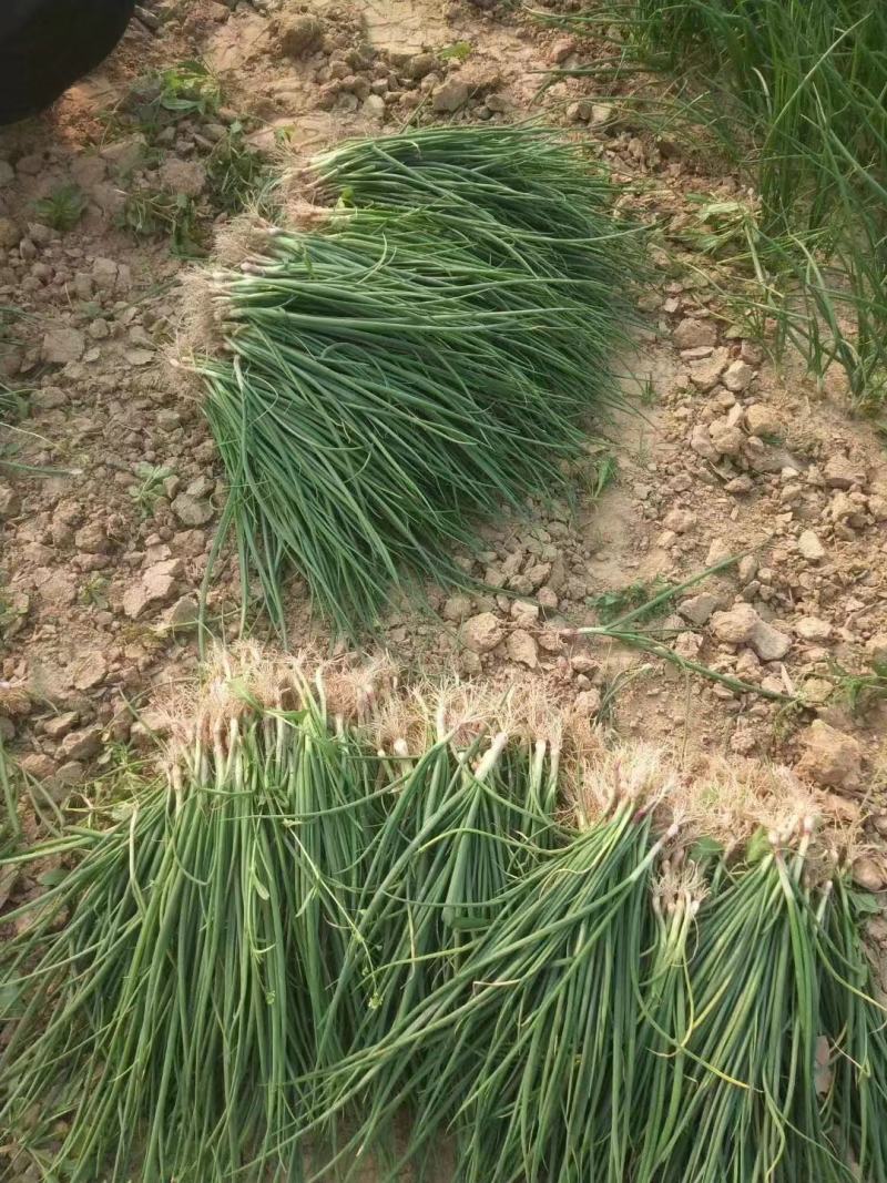 大量批发二红洋葱苗