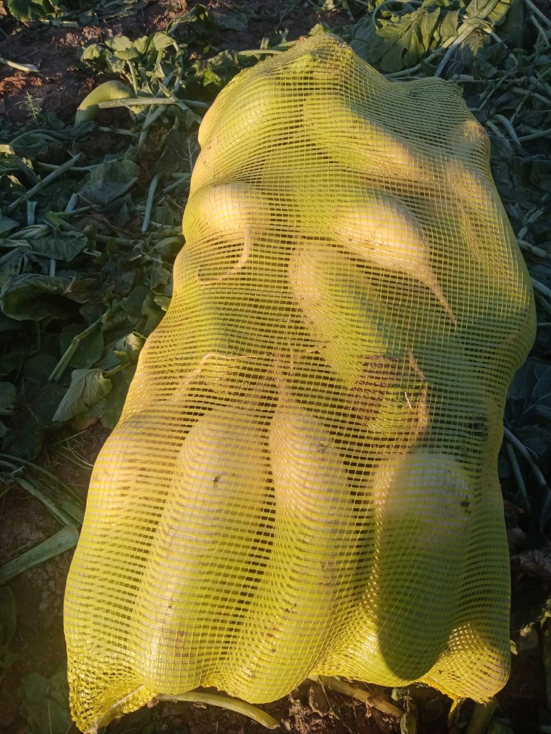 （大量上市）萝卜，芥菜