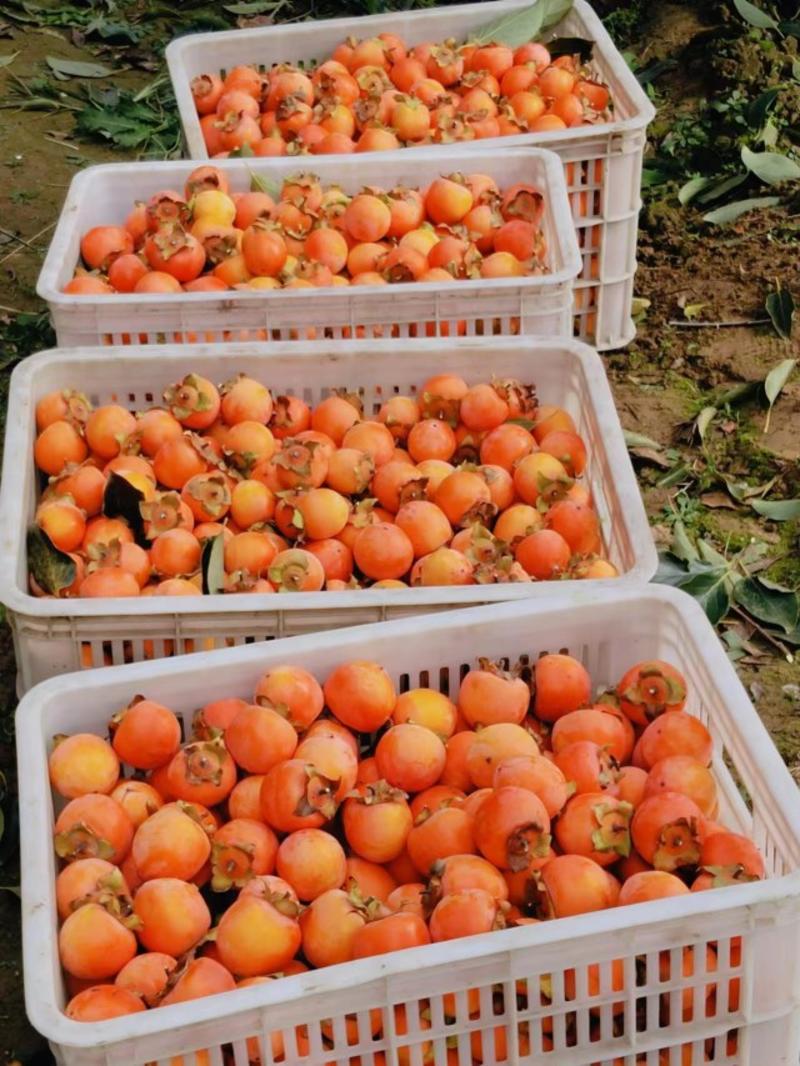 大量供应吊红柿子，质量保证，产地一手货源，对接大型批发