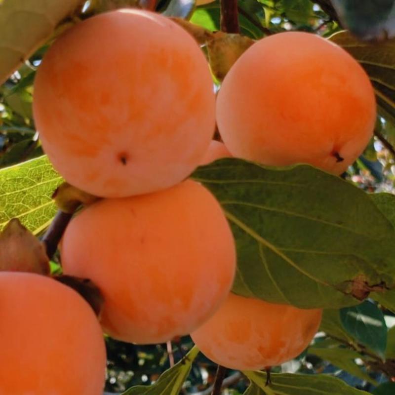 大量供应吊红柿子，质量保证，产地一手货源，对接大型批发