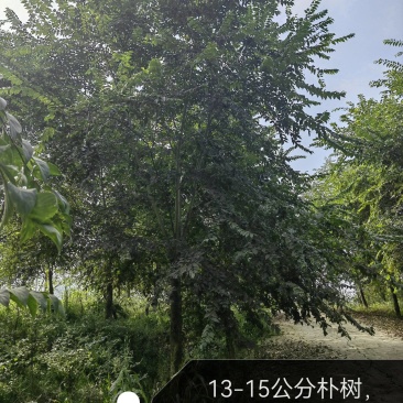 朴树