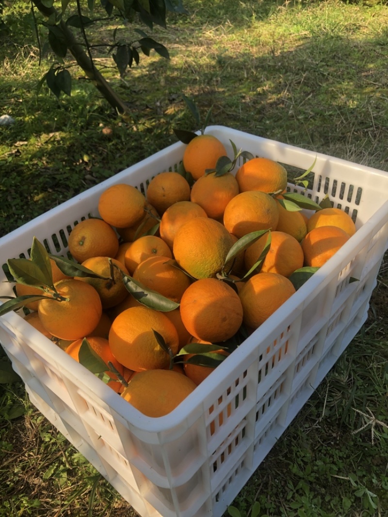 鲜果脐橙便宜满足各种规格量大