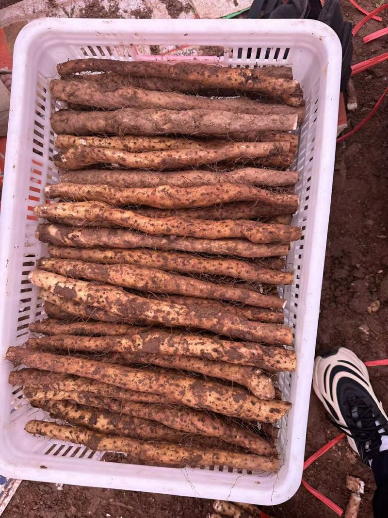 红皮铁棍山药长山药产地直发一手货源批发品质保证价格美丽