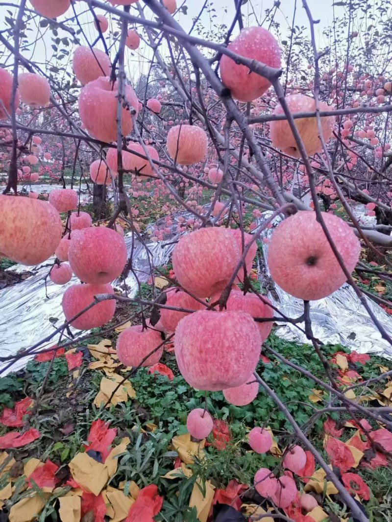 好吃的苹果上市了家人们[勾引]，就是火爆，需要的客商老板