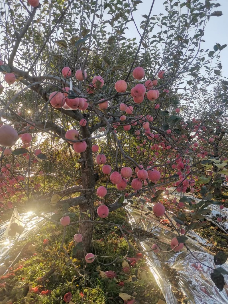 好吃的苹果上市了家人们[勾引]，就是火爆，需要的客商老板