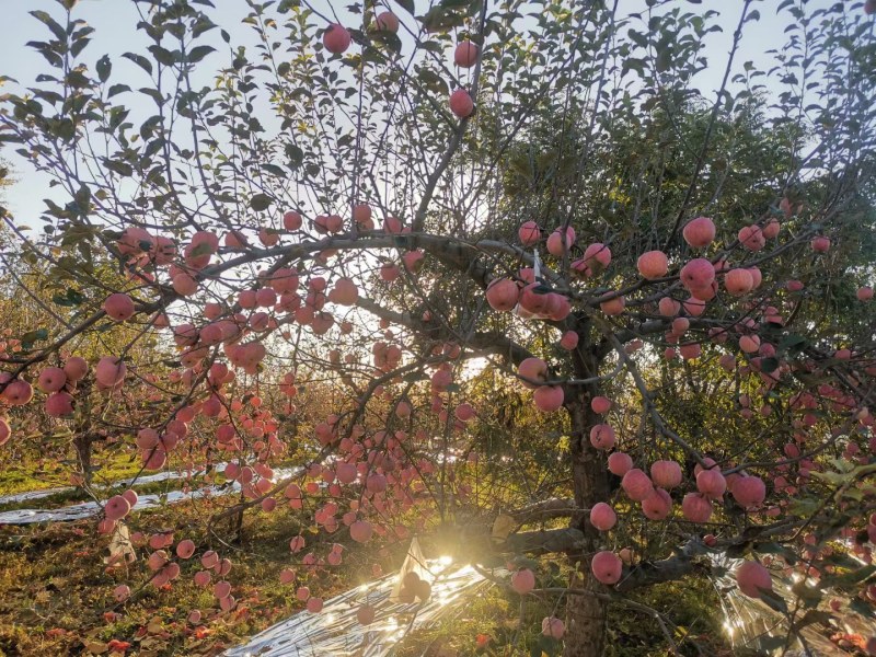 好吃的苹果上市了家人们[勾引]，就是火爆，需要的客商老板