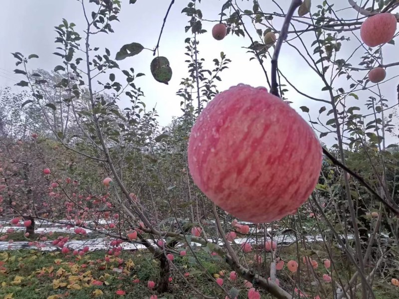 好吃的苹果上市了家人们[勾引]，就是火爆，需要的客商老板