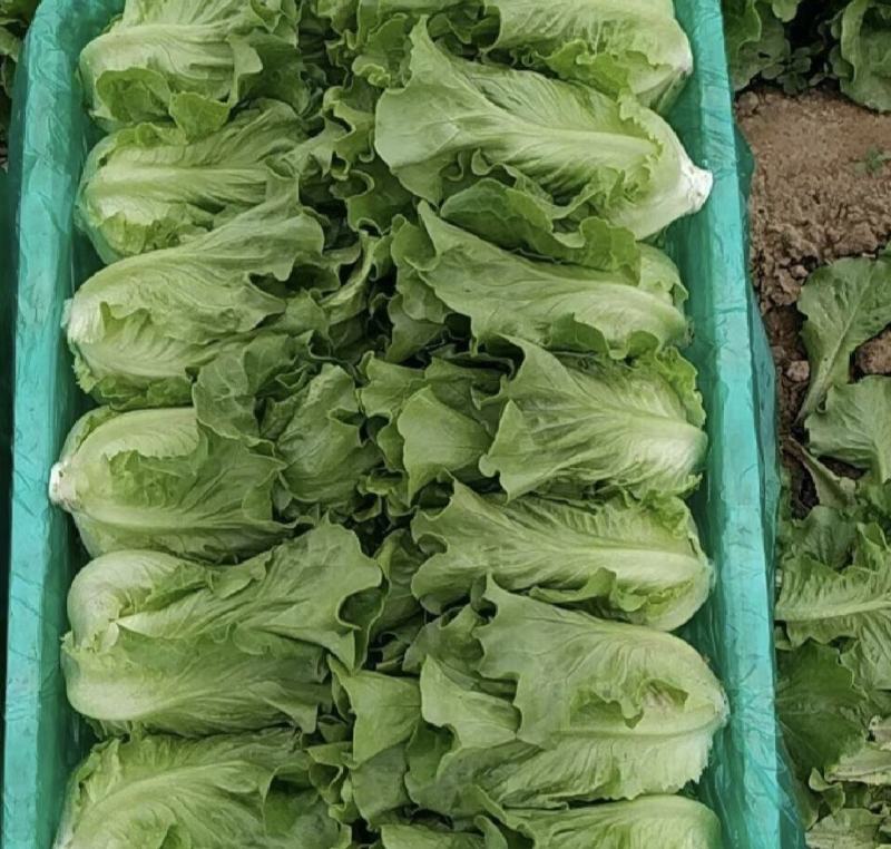 意大利生菜精品江苏生菜，大量上市，价格优惠质量好，欢迎下单
