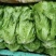 意大利生菜精品江苏生菜，大量上市，价格优惠质量好，欢迎下单